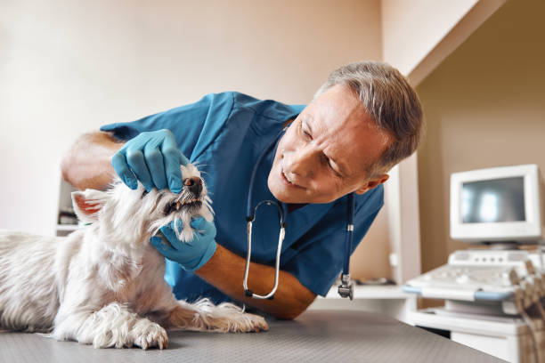 Best Emergency Root Canal Treatment in Camden, OH